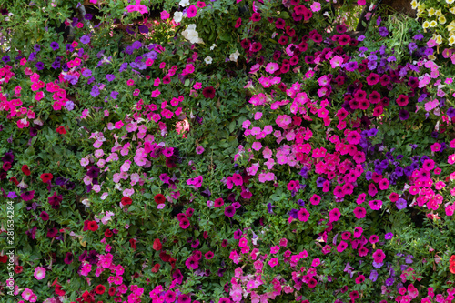 petunia flowers