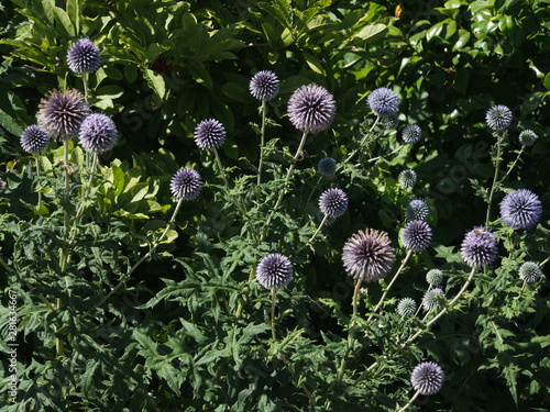 фотографія fiori viola rotondi