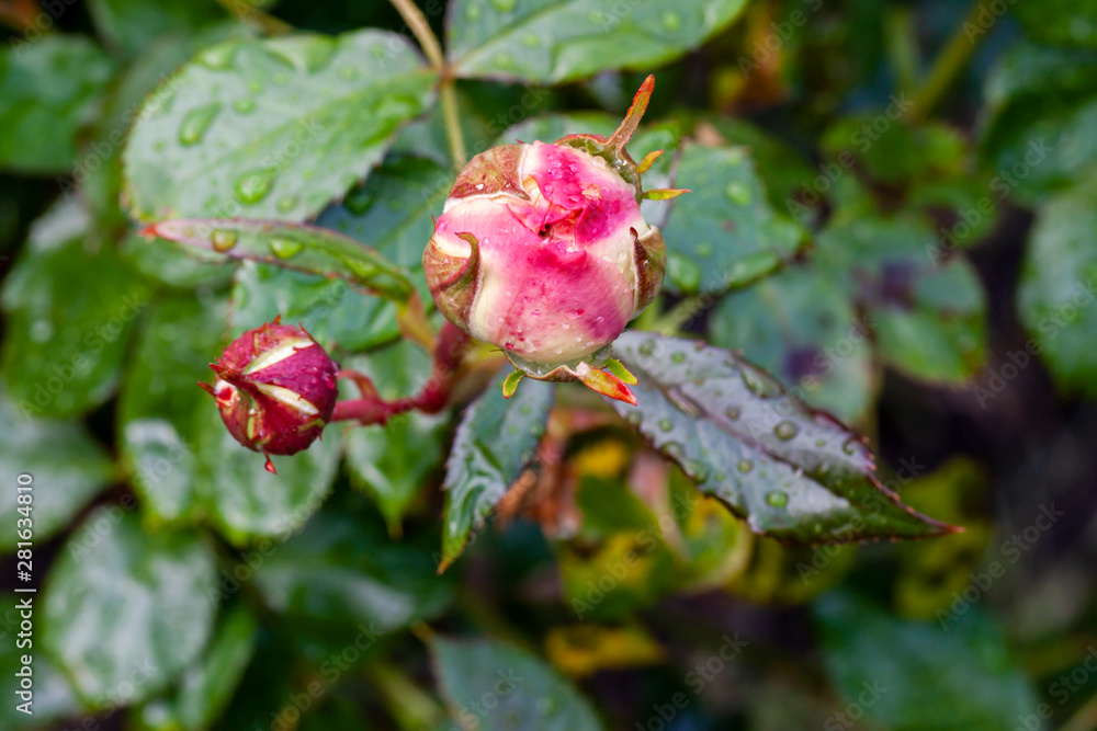 Close up of red rose starting to open Close up of red rose starting to open