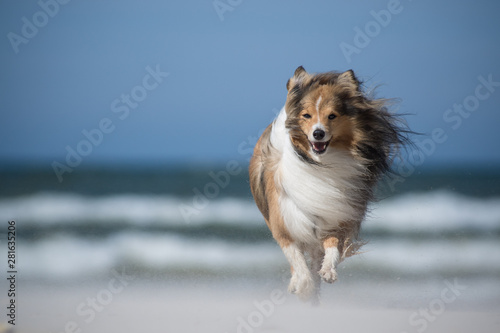 running dog in wind at the beach