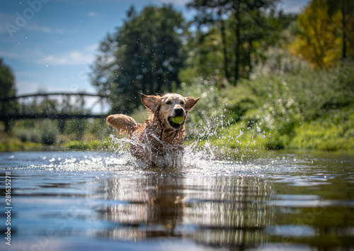 Canvas Print Dog running in the water