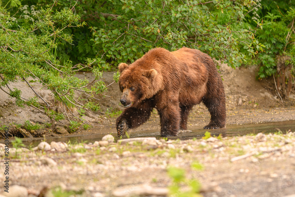 Ruling the landscape, brown bears of Kamchatka (Ursus arctos beringianus) Ruling the landscape, brown bears of Kamchatka (Ursus arctos beringianus)