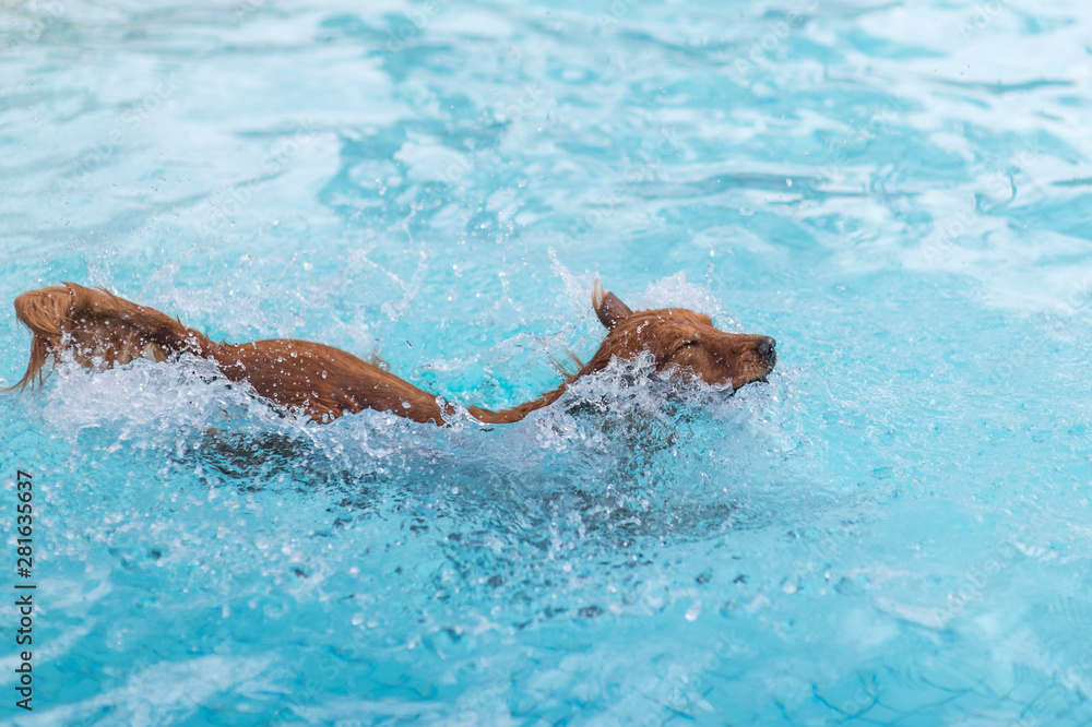 Golden Retriever swimming in the pool