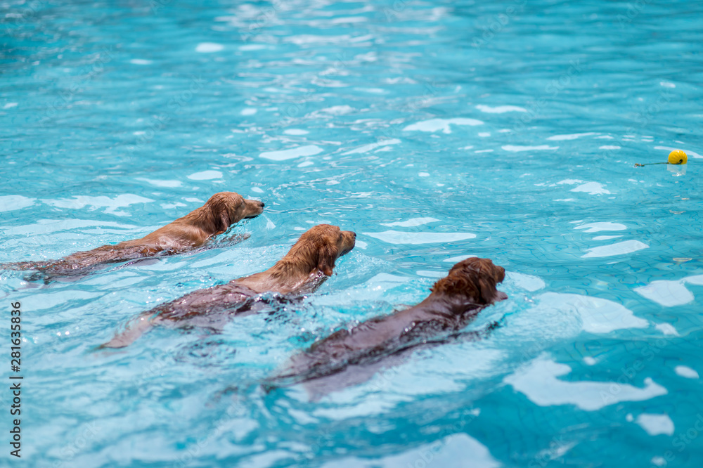 Three Golden Retrievers swimming in the pool