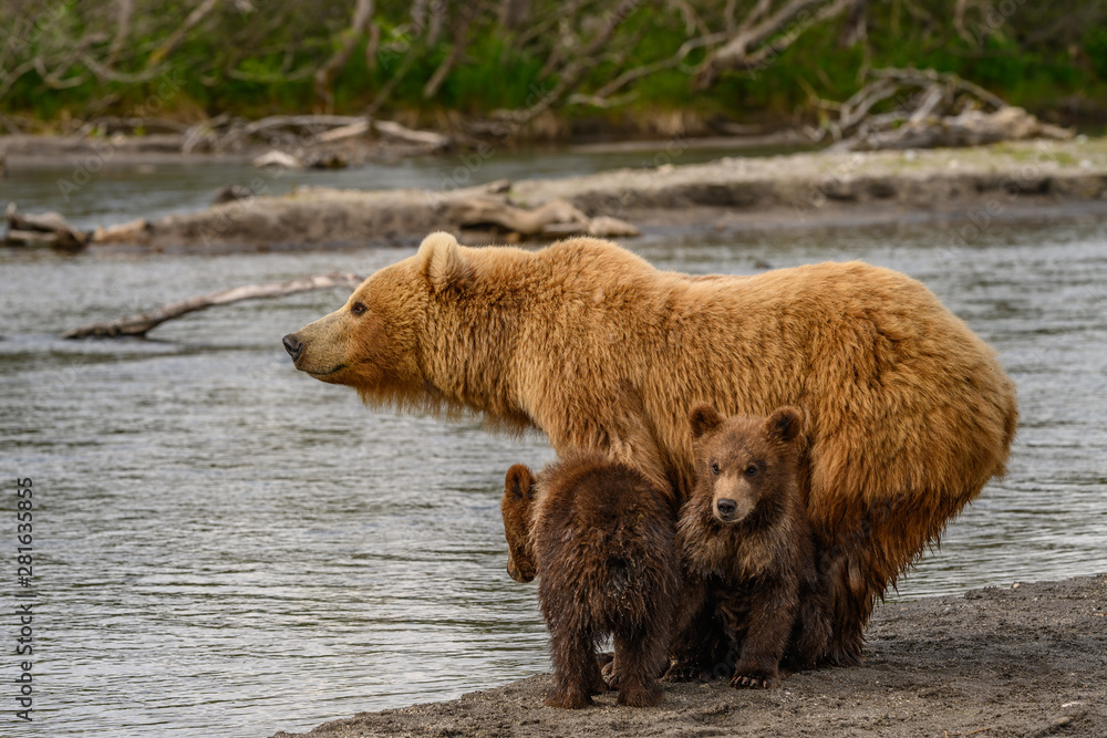 Obraz premium Ruling the landscape, brown bears of Kamchatka (Ursus arctos beringianus)