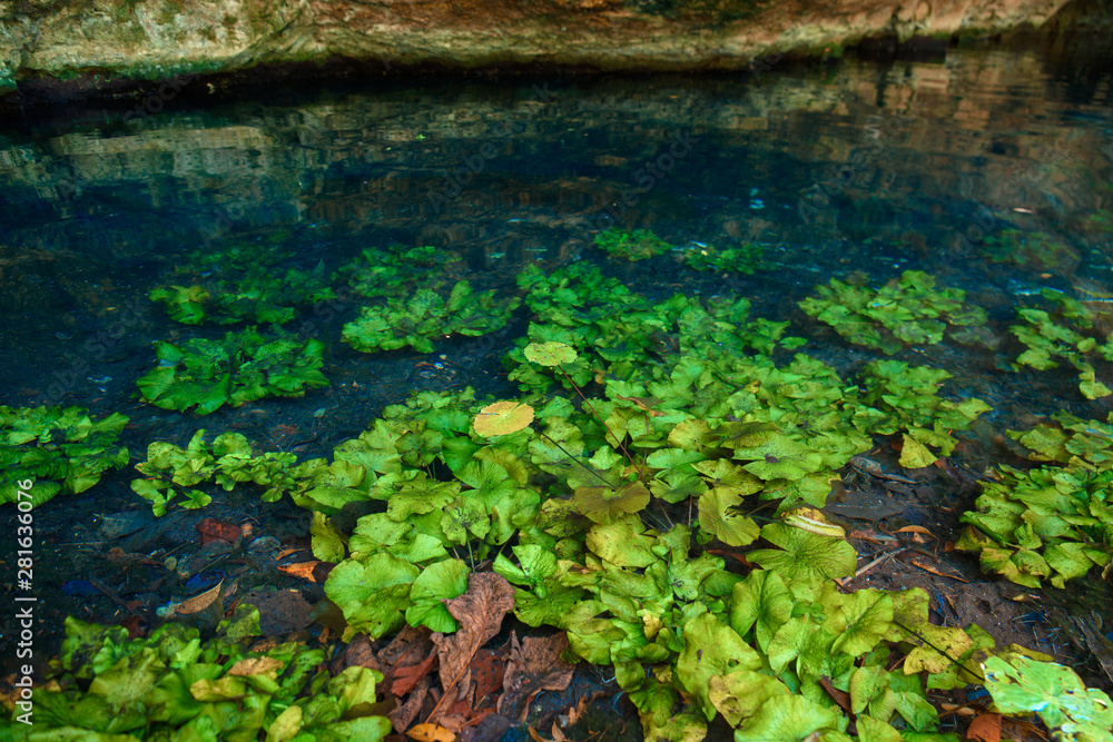 Water lilies growing in the clear water of cenote. Mexico.