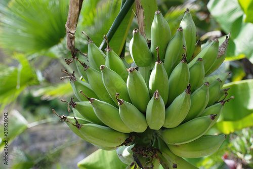 Bunch of green unripe bananas on a tree  Thailand