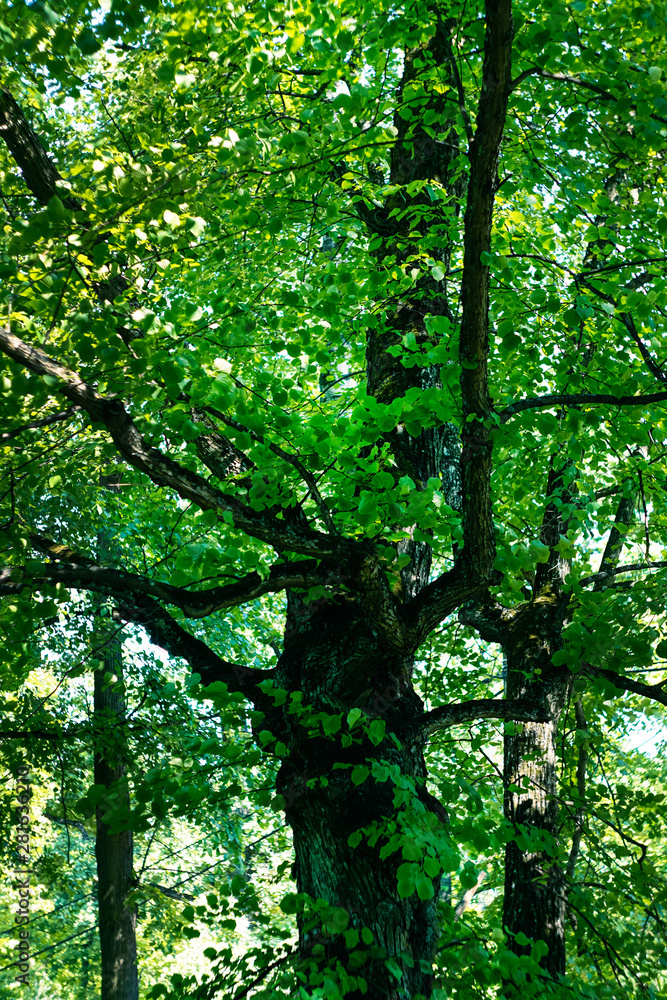 the trunk of an old Linden trees and green foliage the trunk of an old Linden trees and green foliage