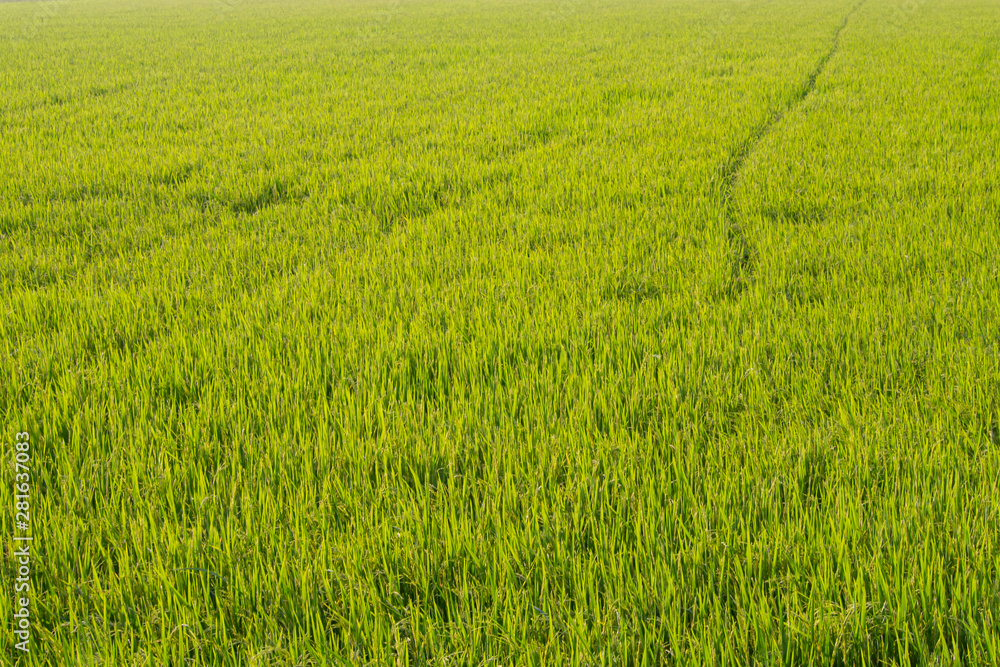 Rice field in sunrise time for background. Dawn on green wheat field
