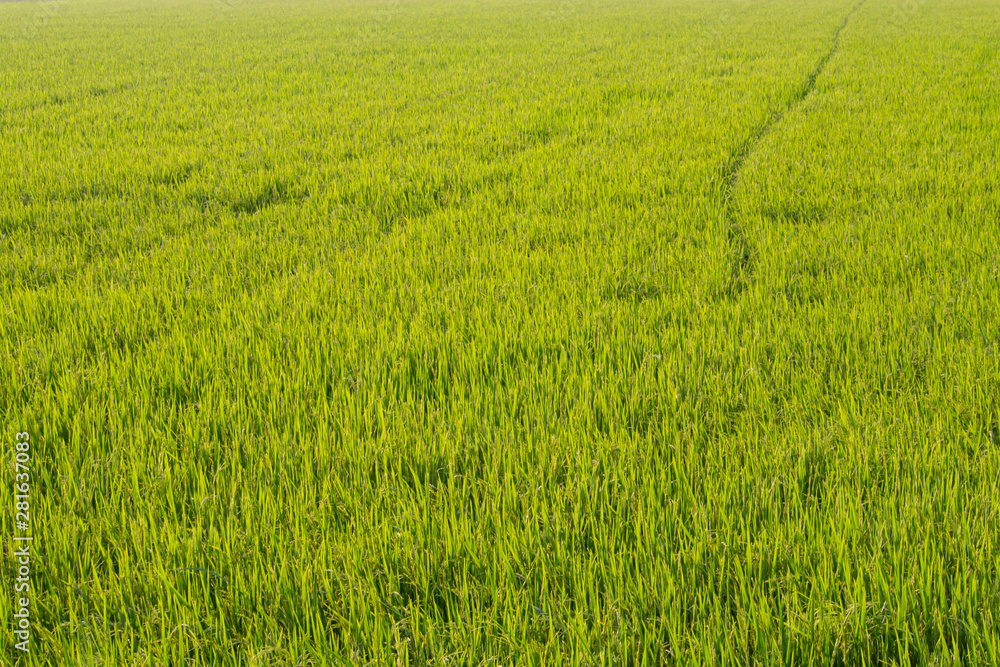 Rice field in sunrise time for background. Dawn on green wheat field Rice field in sunrise time for background. Dawn on green wheat field