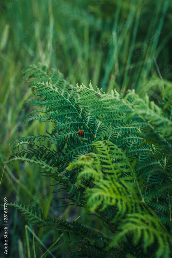 Ladybug on the ferns in the wood, biological agriculture