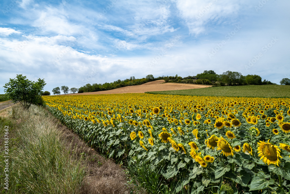 tournesols 1 tournesols 1