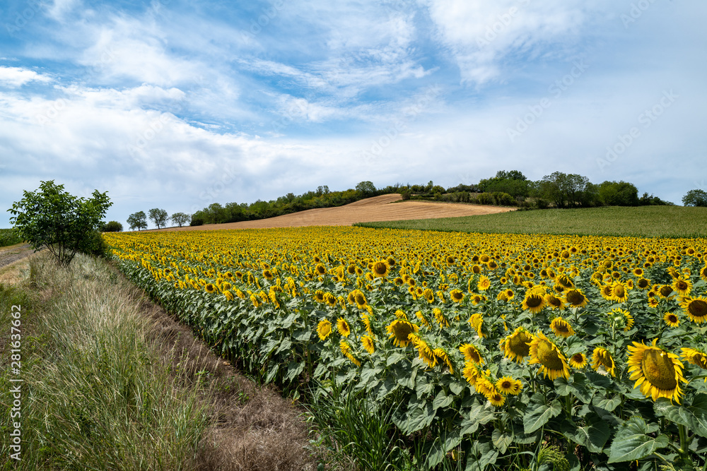 tournesols 1