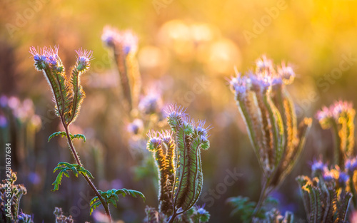 Agricultural fields with flowering phacelia. Beautiful landscape on a sunset. Flowers for bees, beekeeping