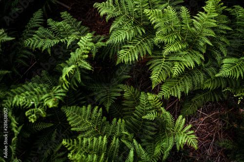 Mystic image of a wild plants in the woods, green ferns