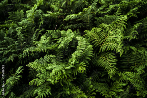 Dramatic image of ferns in the woods