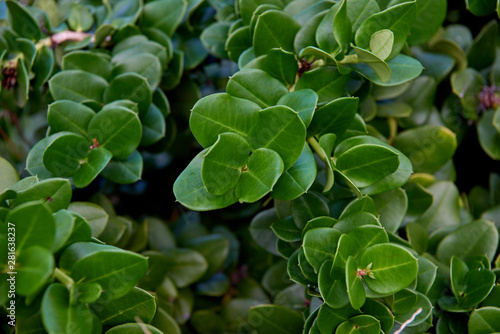 Bush with small dark green leaves of a tropical plant close-up. © Kai Grim