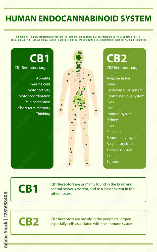 Human Endocannabinoid System Endocannabinoid System vertical