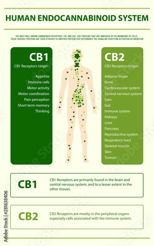 Human Endocannabinoid System - Endocannabinoid System vertical infographic illustration about cannabis as herbal alternative medicine and chemical therapy, healthcare and medical science vector. photo
