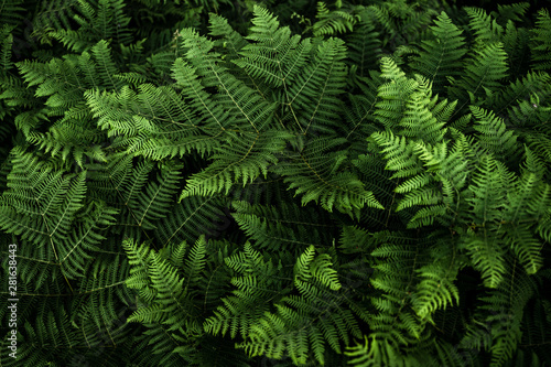 Beautiful wild ferns in the woods at sunset, green background