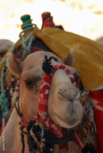 Camels in the lost city of Patra, Jordan