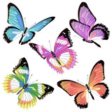 butterfly190