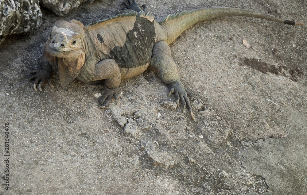iguana camouflaged on earth iguana camouflaged on earth