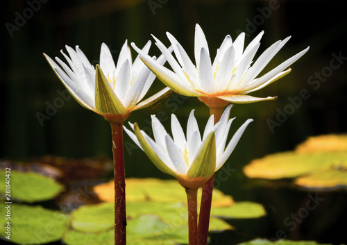lotus flower resting on the pond