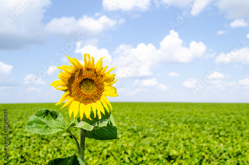 Sunflower on a green field with a blurred background