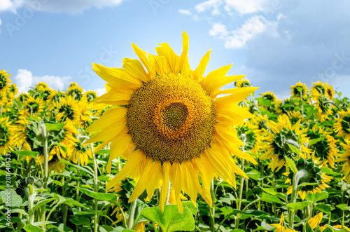 Sunflower field with cloudy blue sky. Summer Season  Sunflower over blue sky background with bokeh 