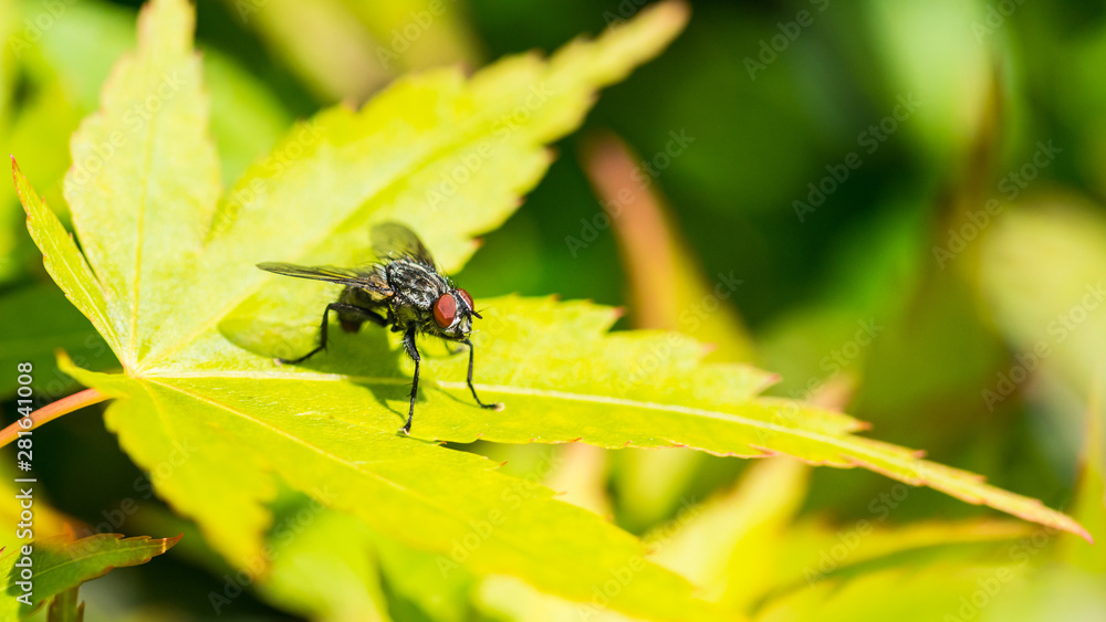 Flesh Fly Flesh Fly