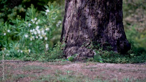 two parrots walk under the crown of a big tree and eat grass