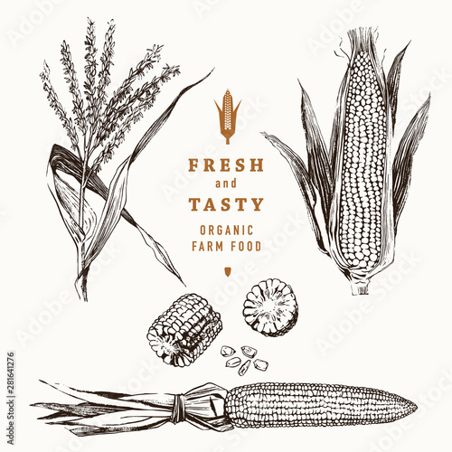 Corn on the cob vintage design set