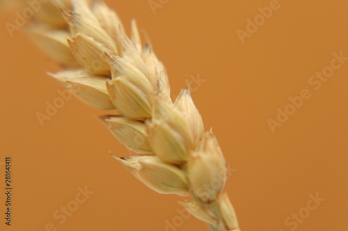 Ripening greenish-yellow ears of wheat.