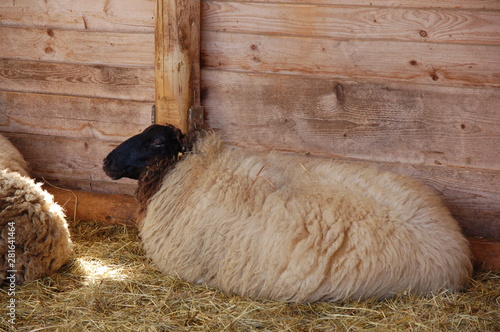 Das Rhönschaf im Stall