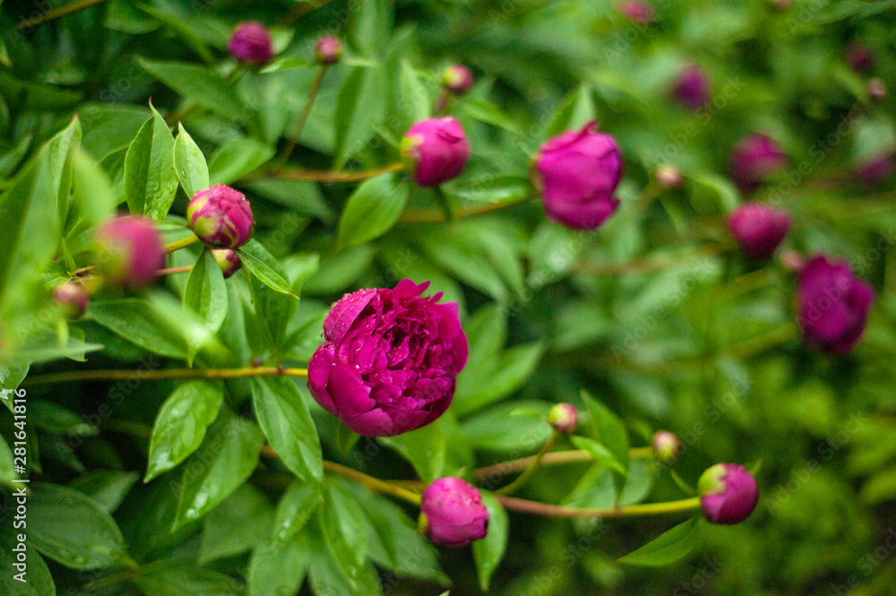 Red peonies in the garden. Blooming red peony. Closeup of beautiful red Peonie flower. Red peonies in the garden. Blooming red peony. Closeup of beautiful red Peonie flower.
