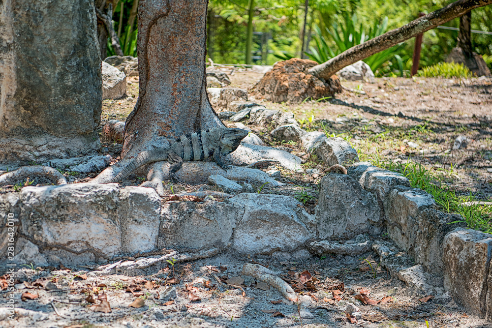 A large iguana sunbathes on a gray limestone rock close-up.
