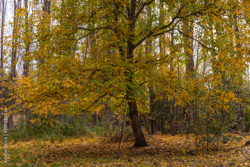 View of English Walnut Tree During Autumn Season