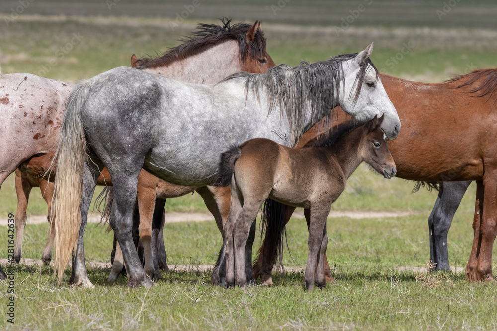 Obraz premium Herd of Wild Horses in the Utah Desert