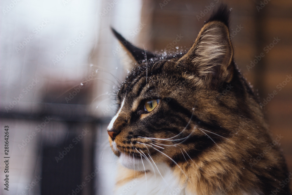 Head shot of a tabby maine coon cat with snowflakes on fur Head shot of a tabby maine coon cat with snowflakes on fur