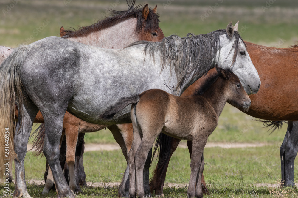 Fototapeta premium Herd of Wild Horses in the Utah Desert