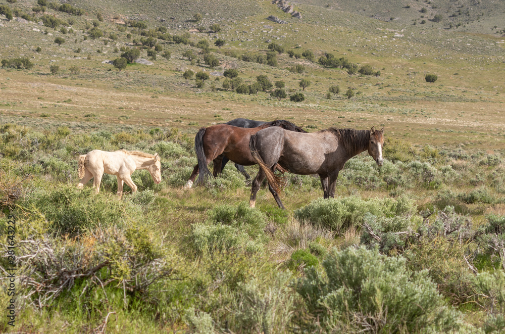 Herd of Wild Horses in the Utah Desert Herd of Wild Horses in the Utah Desert