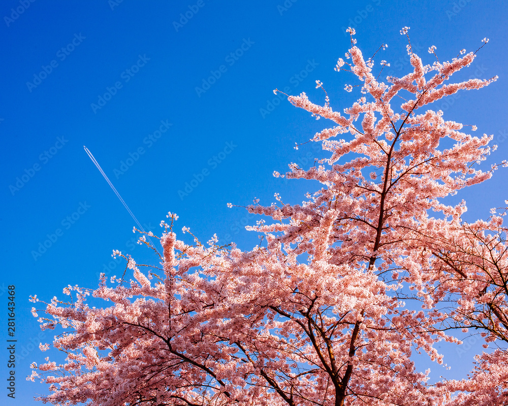 Pink cherry tree blooming in spring with an airplane in the background Pink cherry tree blooming in spring with an airplane in the background