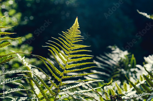 Green fern foliage in the forest photo