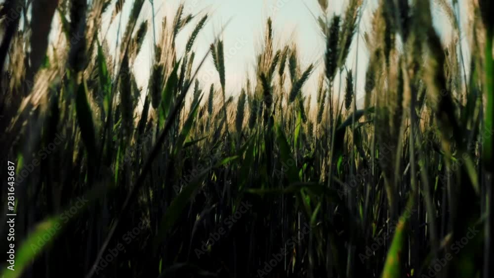 Revealing Close up shoot yellow wheat on a sunny evening. The sun is shining through. Surrounded by idyllic mountains on a summer day. Revealing Close up shoot yellow wheat on a sunny evening. The sun is shining through. Surrounded by idyllic mountains on a summer day.