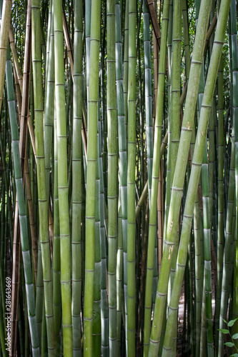 Fototapeta Naklejka Na Ścianę i Meble -  Bamboo forest. Natural background
