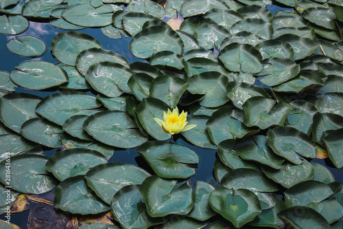 Yellow flower