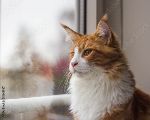red and white maine coon cat in front of the window