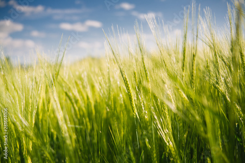 Close up of wheat in a green field