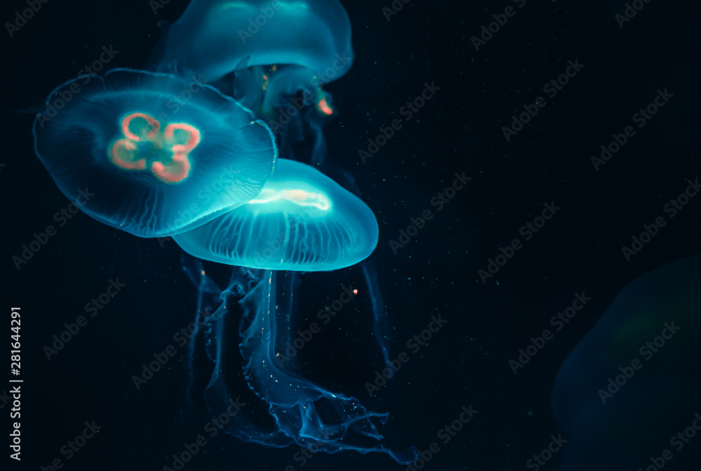 Turquoise Glowing Jellyfish in Deep Sea Turquoise Glowing Jellyfish in Deep Sea